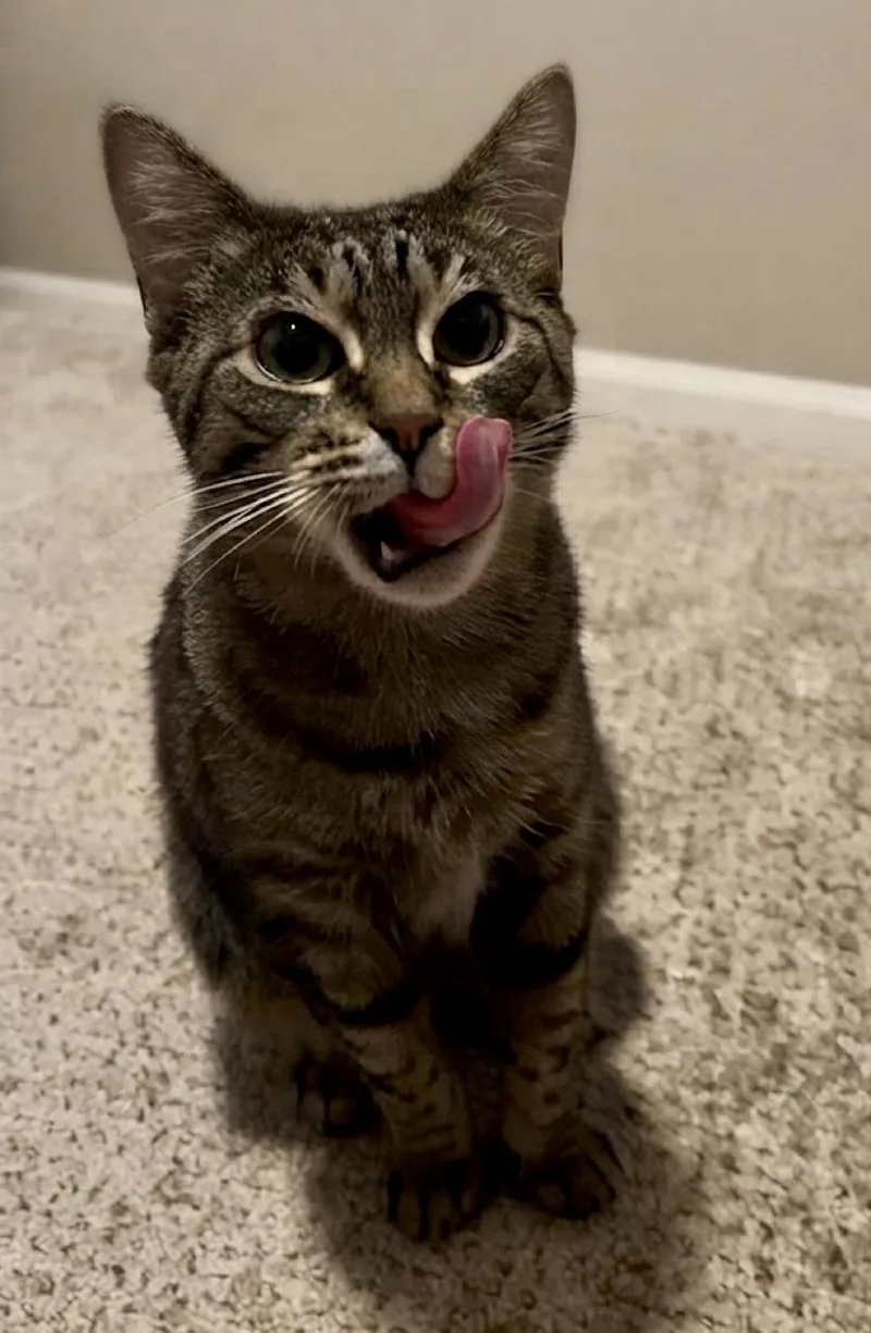An adult small-sized female Tabby (Brown / Chocolate) Domestic Short Hair cat named Tigre for adoption in Stoughton, WI