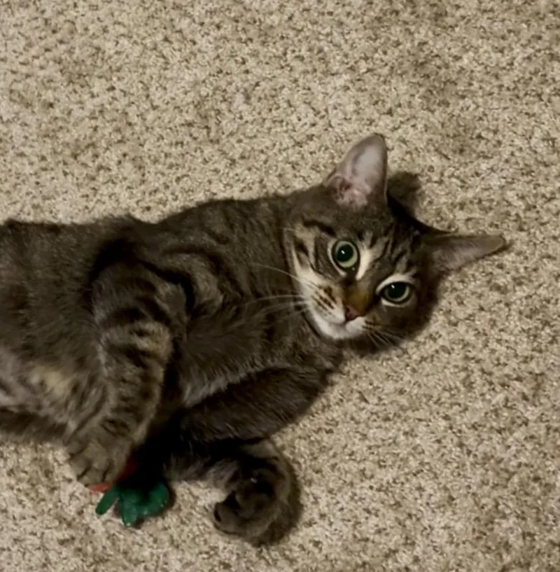 Tigre thumbnail 3