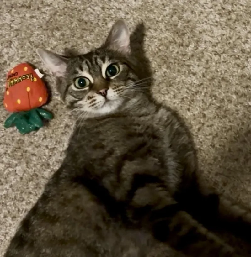 Tigre thumbnail 4