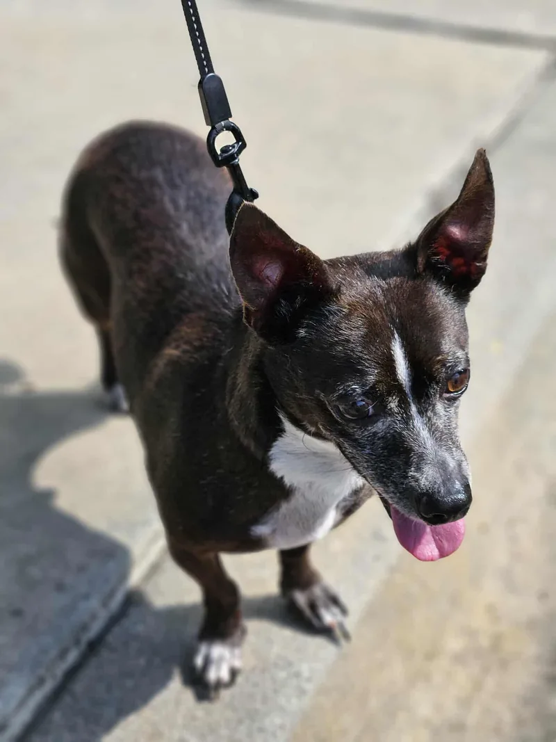 Stewie  Handsome Little thumbnail 2