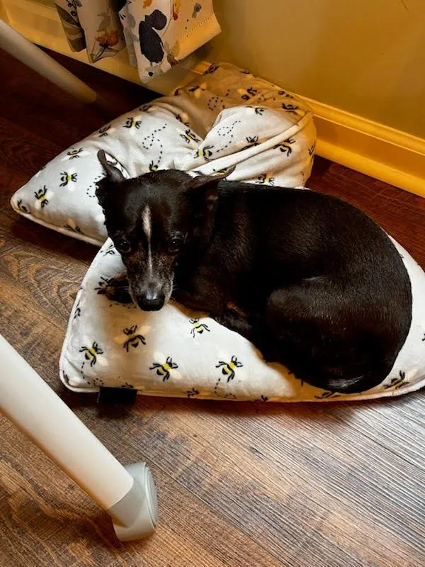 Stewie  Handsome Little thumbnail 3