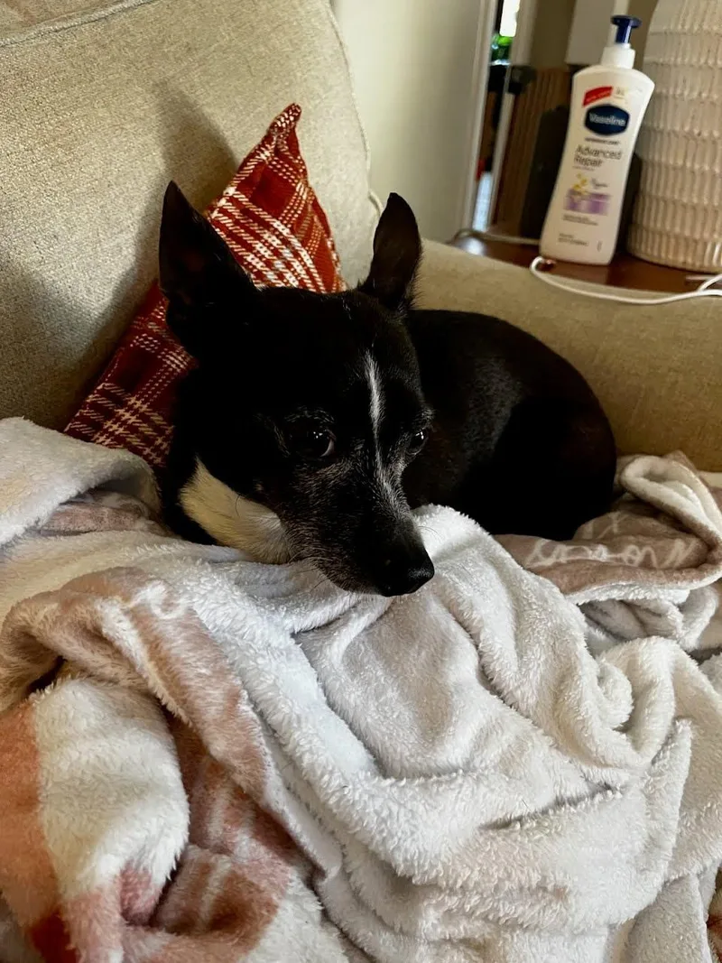 Stewie  Handsome Little thumbnail 4