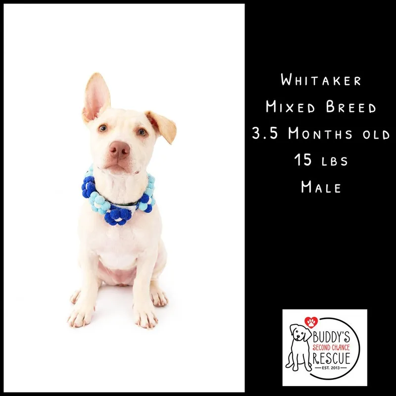 Whitaker thumbnail 6