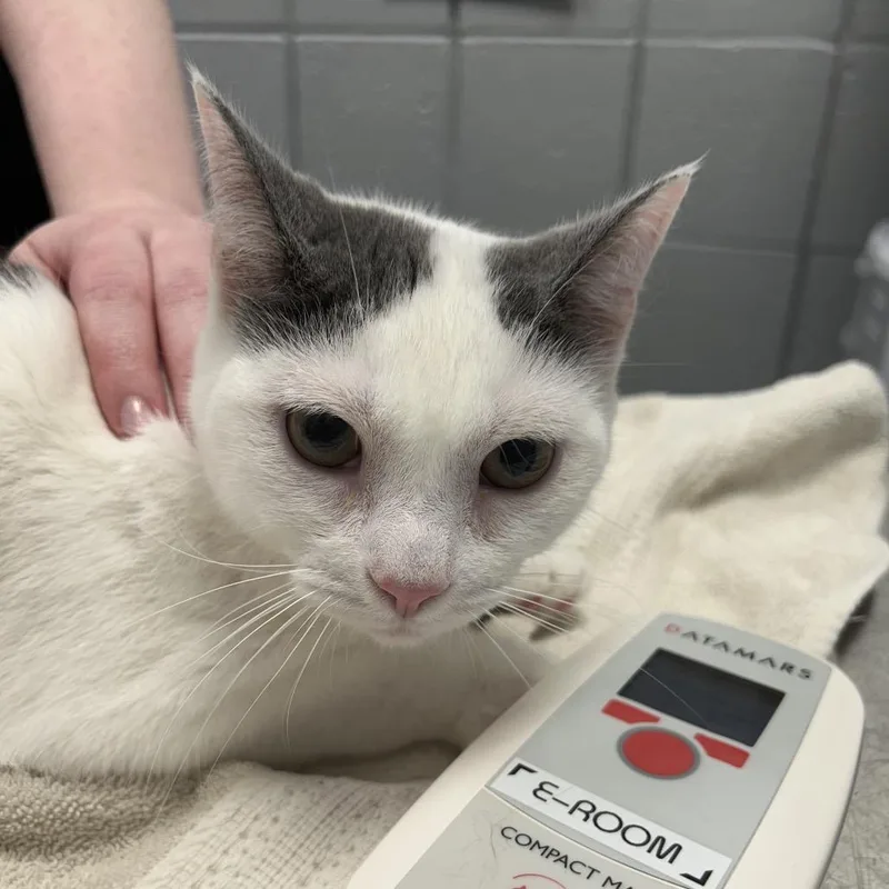 An adult medium-sized male Black Domestic Short Hair cat named Neutron for adoption in West Olive, MI