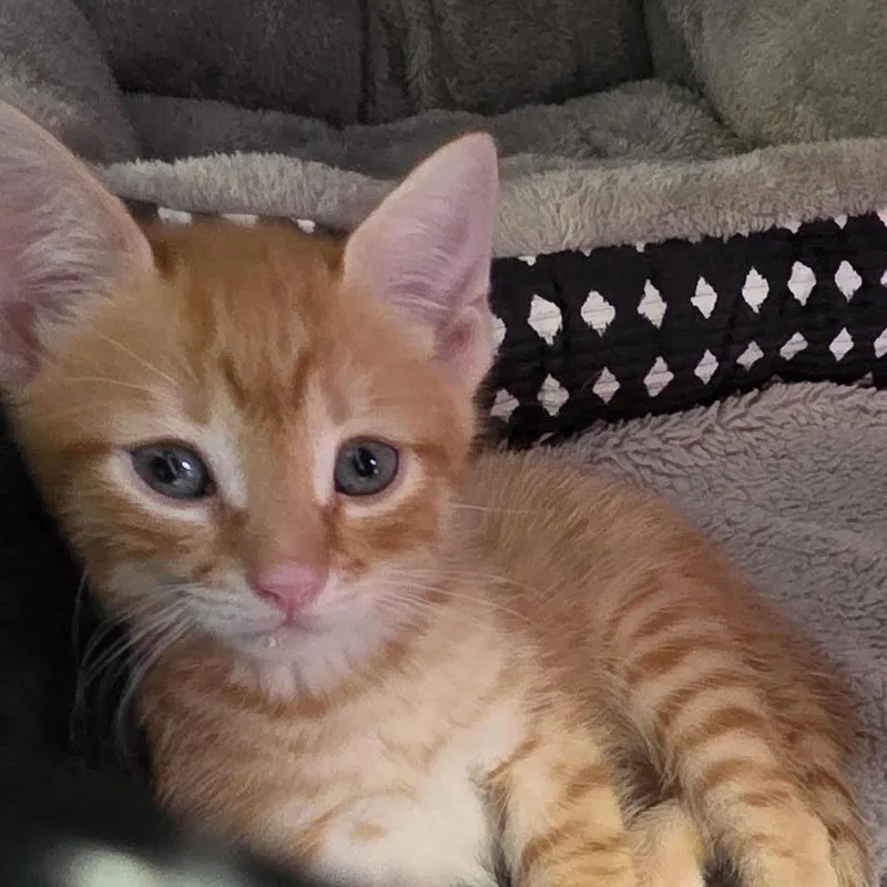 A baby small-sized male Orange / Red Domestic Short Hair cat named Bucees for adoption in Camden, DE