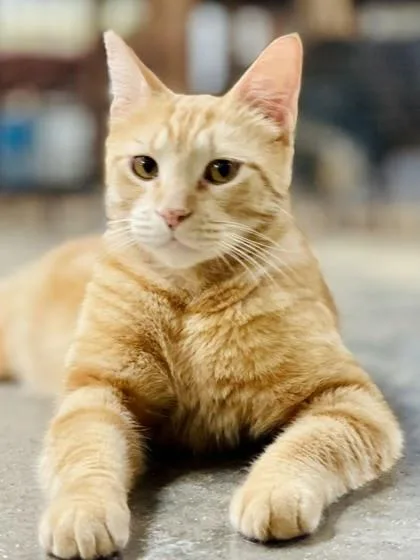 A young large-sized male Domestic Short Hair cat named Cosmo for adoption in River Ridge, LA