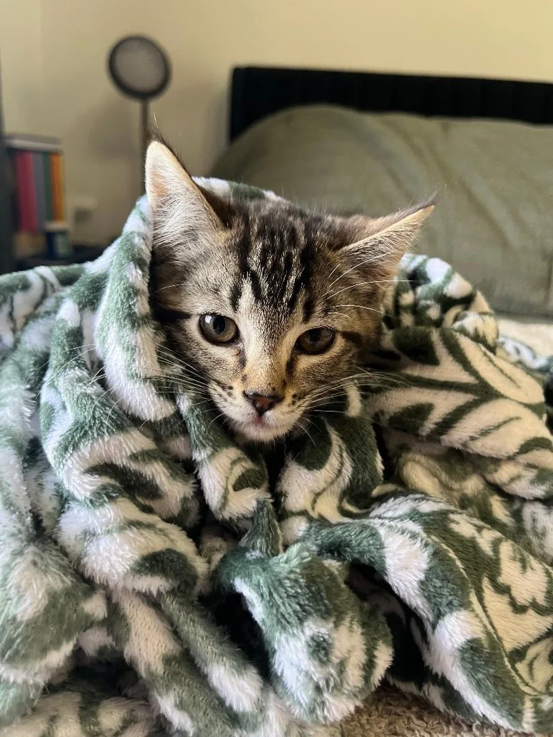 A baby medium-sized male Tabby (Gray / Blue / Silver) Domestic Short Hair cat named Benjamin for adoption in Pasco, WA