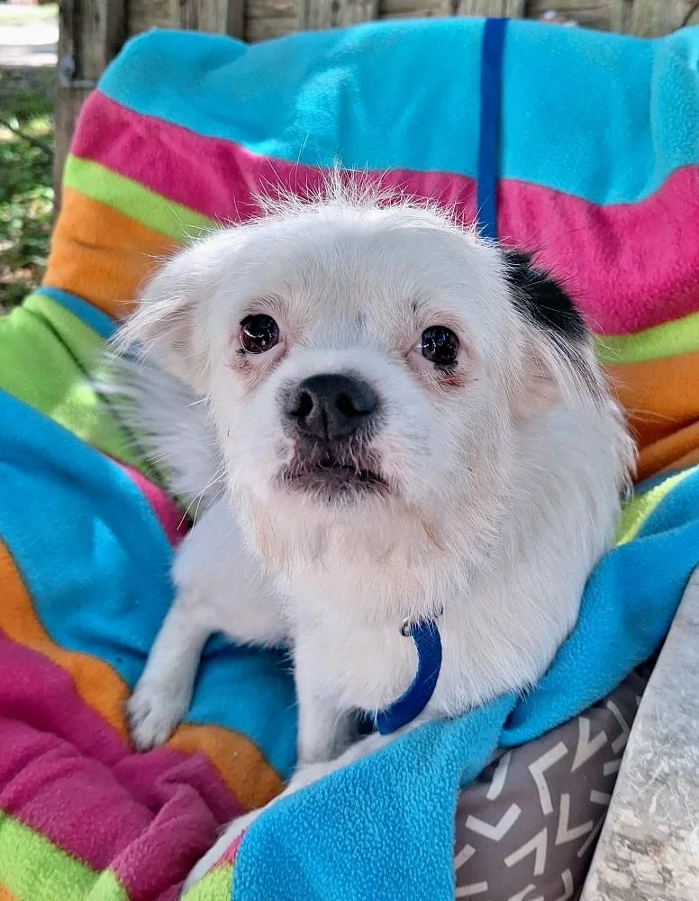 An adult small-sized male White / Cream Chihuahua dog named Cayleb MVT for adoption in Missouri City, TX