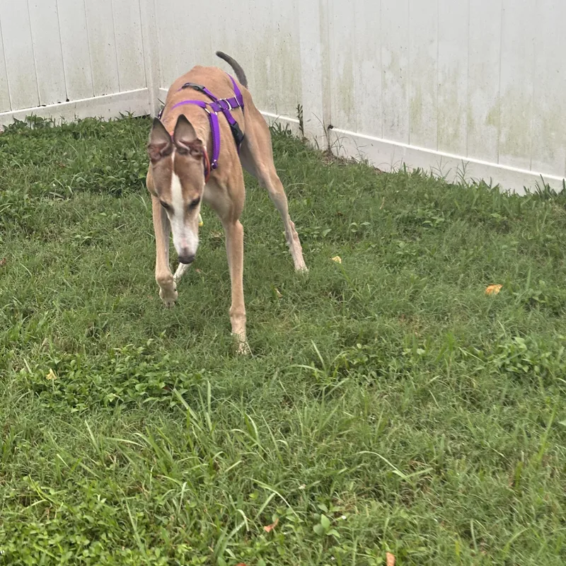 An adult large-sized male Greyhound dog named Picasso for adoption in Tarpon Springs, FL