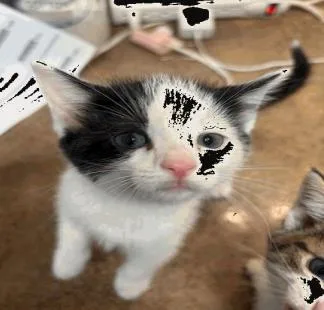 A baby small-sized male Domestic Short Hair cat named Domino for adoption in Largo, FL