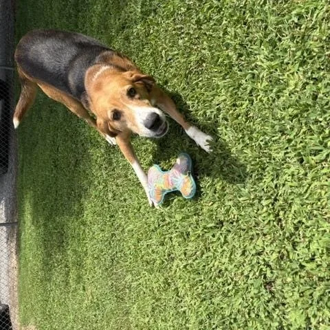 An adult medium-sized male Tricolor (Brown, Black, & White) American Foxhound dog named Jerry for adoption in Dinwiddie, VA