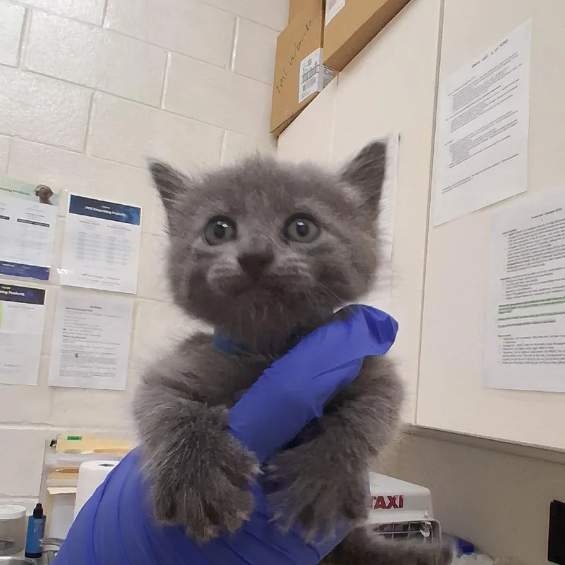 A baby small-sized male Gray / Blue / Silver Domestic Short Hair cat named Pluto for adoption in Auburn, AL