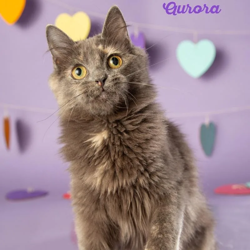 Aurora thumbnail 4