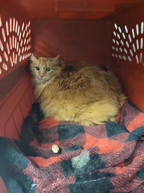 An adult large-sized male Domestic Medium Hair cat named Billy Marmelade for adoption in Kent, WA