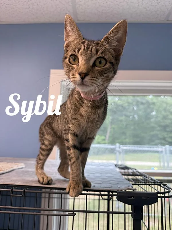 A young medium-sized female Tabby (Brown / Chocolate) Domestic Short Hair cat named Sybil for adoption in Manistee, MI