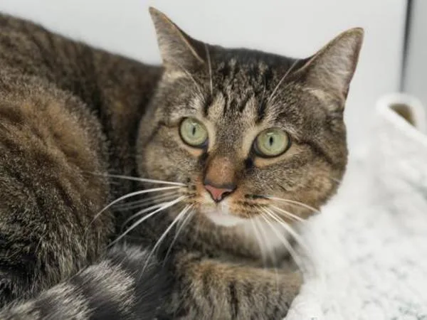 An adult small-sized female Domestic Short Hair cat named Della for adoption in Portland, OR
