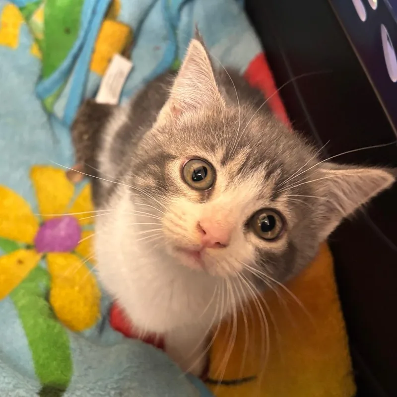 A baby small-sized female Gray / Blue / Silver Domestic Short Hair cat named Matilda for adoption in Springfield, MA