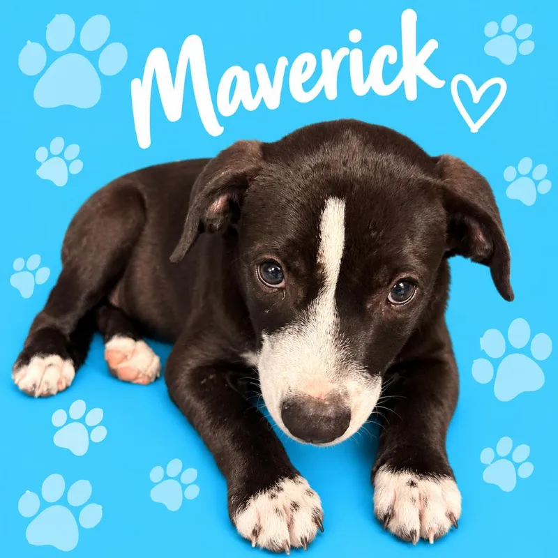 Maverick