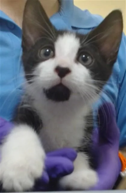 A baby small-sized male Domestic Short Hair cat named Theodore for adoption in Miami, FL
