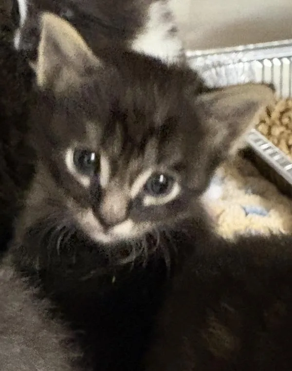A baby small-sized male Domestic Short Hair cat named Pen  Huckleberry for adoption in Lawrenceville, GA