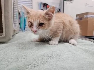 A baby small-sized male Domestic Short Hair cat named Spirit for adoption in Antioch, CA