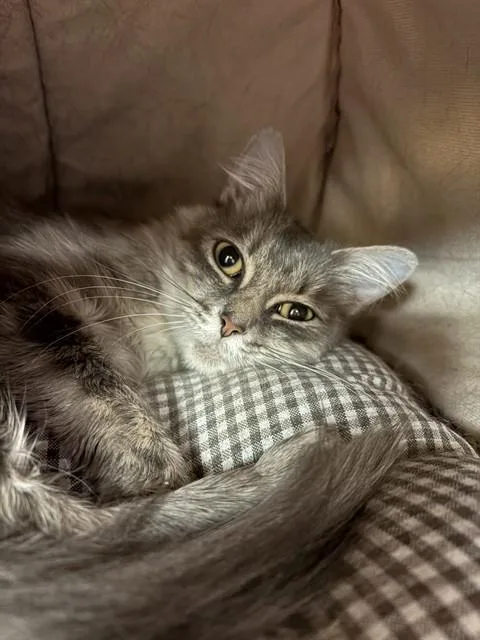 A young medium-sized female Domestic Long Hair cat named Starfire for adoption in Sugar Land, TX