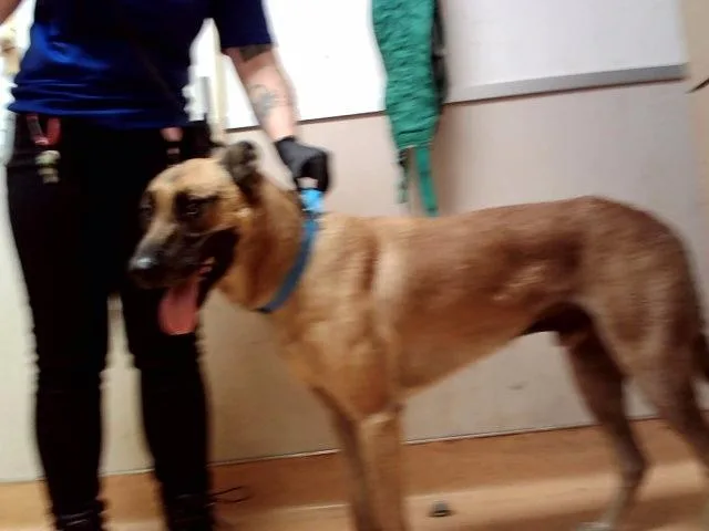 An adult large-sized male German Shepherd Dog dog named Toby for adoption in Martinez, CA