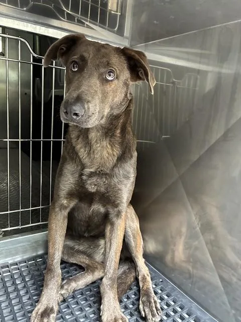 A young large-sized female Mixed Breed dog named Junita for adoption in Dallas, TX