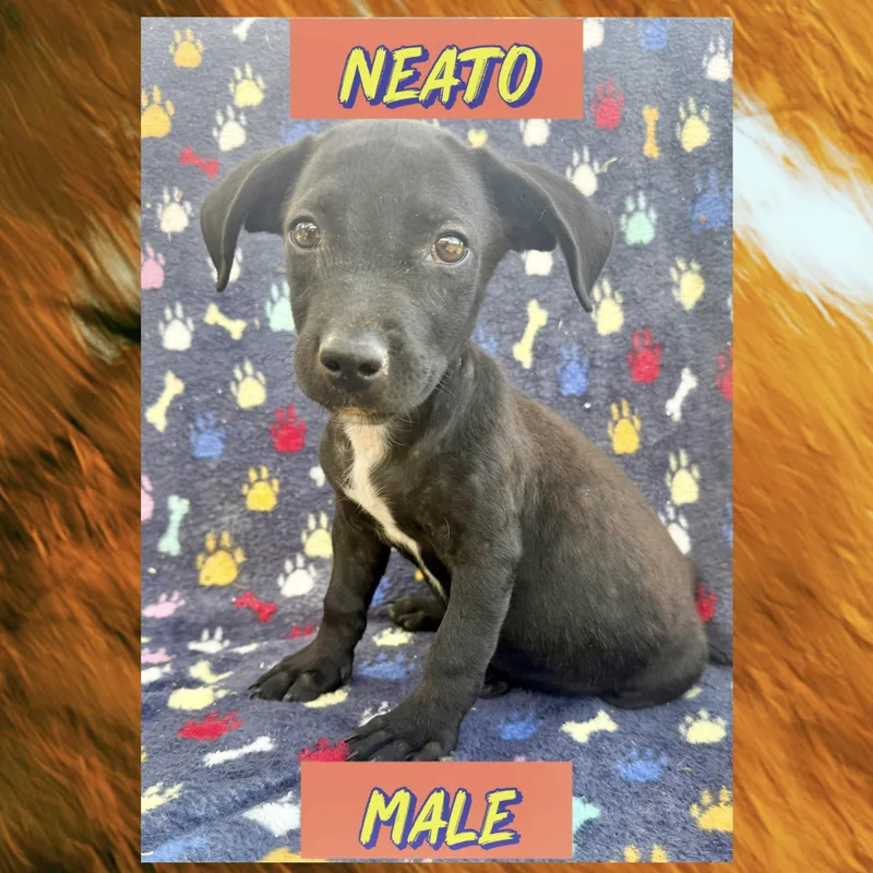 A baby medium-sized male Dachshund dog named Neato for adoption in Manchester, CT