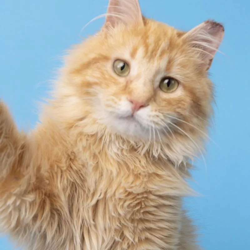 A young medium-sized male Orange / Red Domestic Long Hair cat named Pony Boy for adoption in Franklin, TN