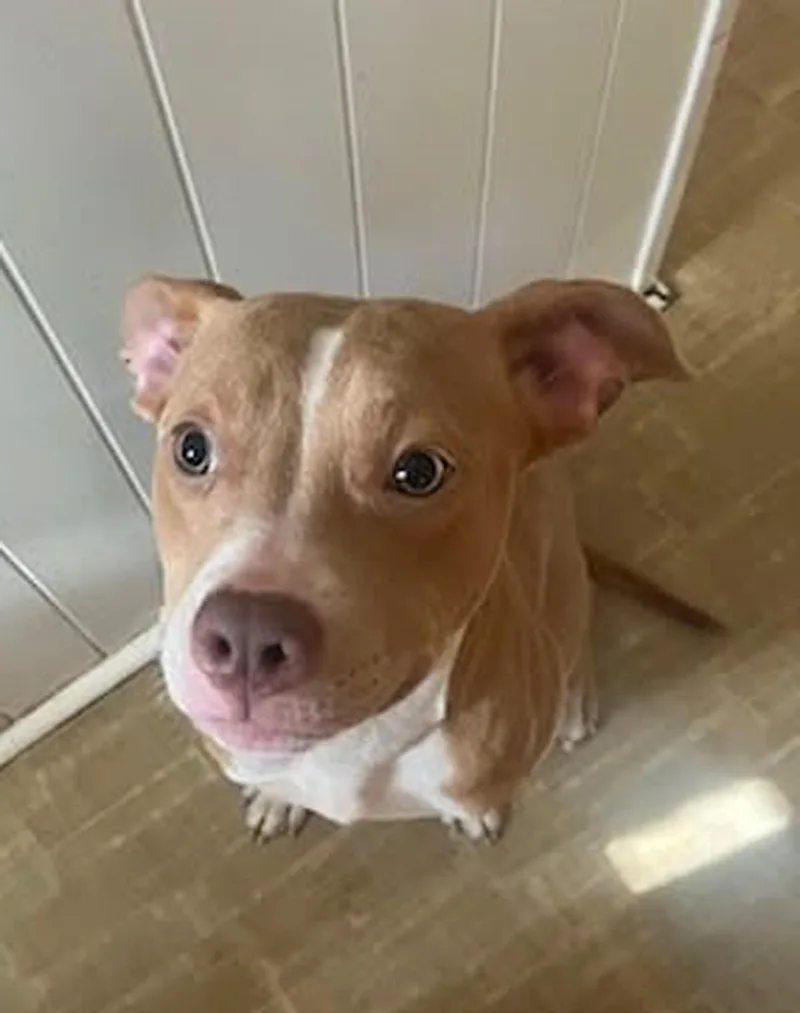 A baby medium-sized female Golden American Staffordshire Terrier dog named Keely for adoption in Gulfport, MS