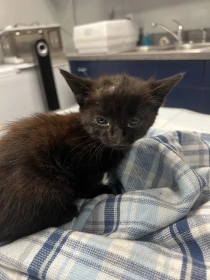 A young small-sized male Domestic Short Hair cat named B Smokey for adoption in North Charleston, SC