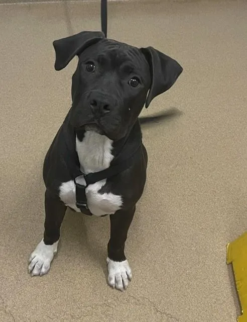 A young medium-sized male Pit Bull Terrier dog named Bruce for adoption in Hayward, CA