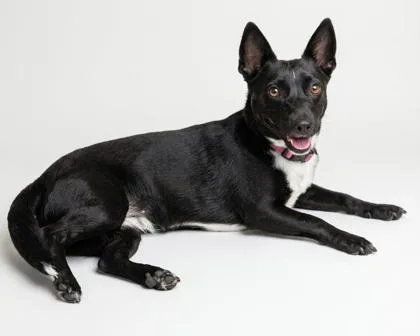 An adult small-sized female Black Toy Fox Terrier dog named Willow for adoption in Bedford, IN