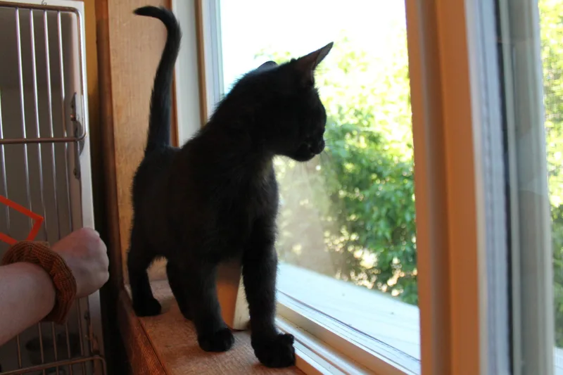 A baby medium-sized male Domestic Short Hair cat named Orion for adoption in McCall, ID
