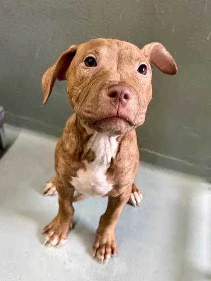 A baby medium-sized male Pit Bull Terrier dog named Gordon V. for adoption in New Orleans, LA
