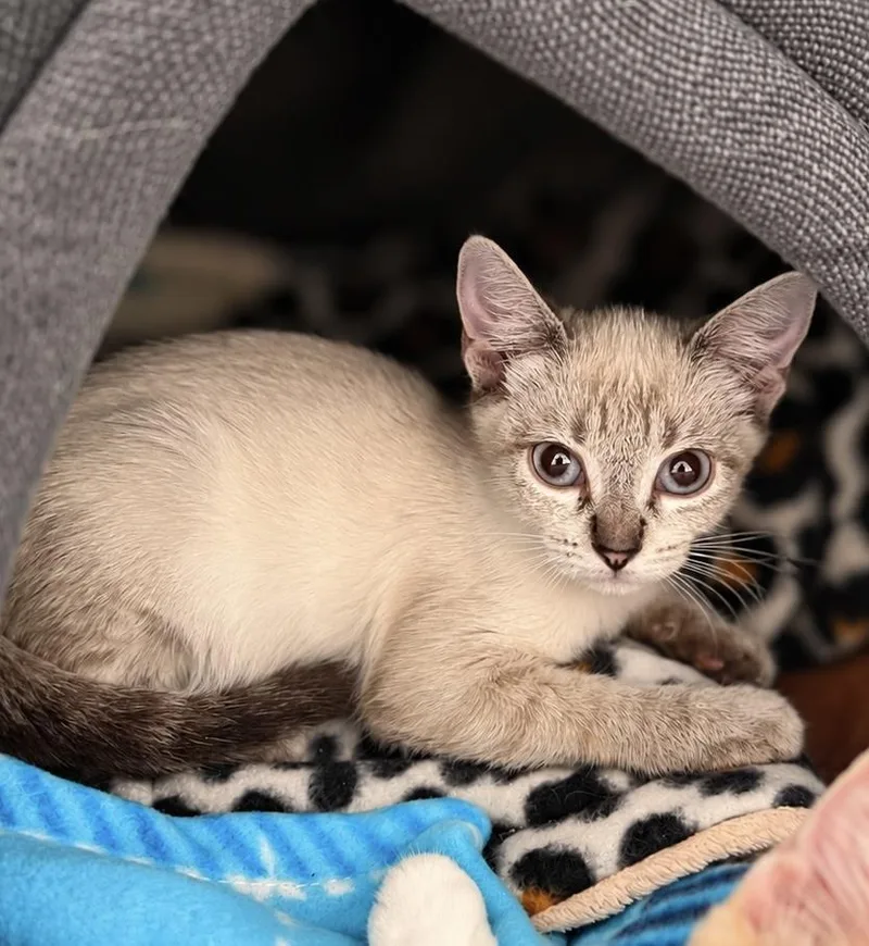 A baby medium-sized male Buff / Tan / Fawn Domestic Short Hair cat named Beignet Bakery for adoption in Chandler, AZ