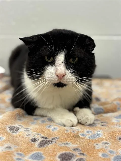 An adult small-sized male Domestic Short Hair cat named Mike for adoption in Indianapolis, IN