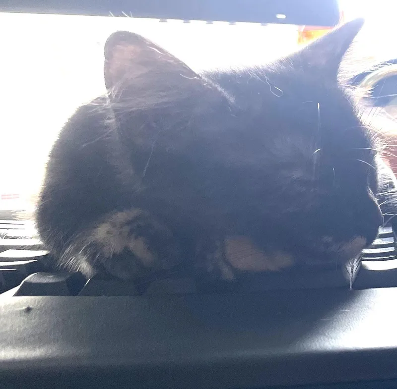 A baby medium-sized female Tortoiseshell cat named Cordelia — Purrs for adoption in Prescott, AZ