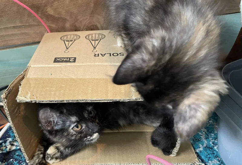 Cordelia — Purrs  thumbnail 2