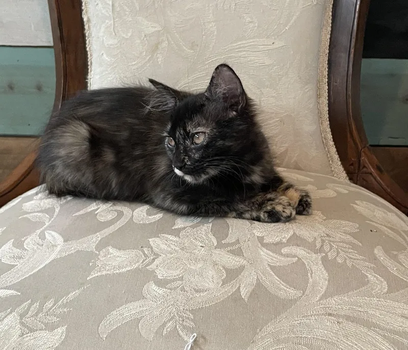 Cordelia — Purrs  thumbnail 3