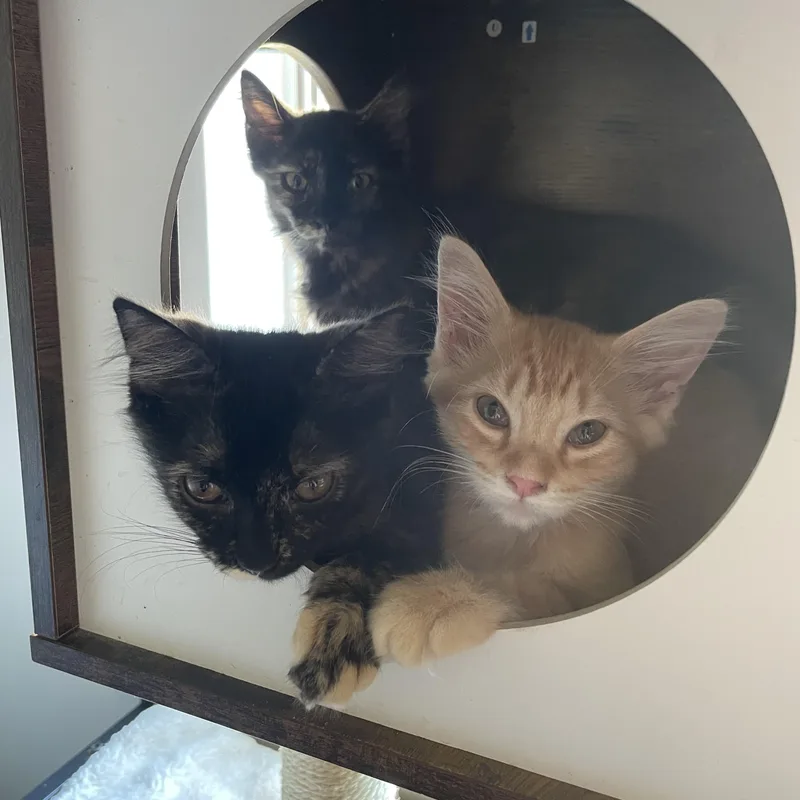 Cordelia — Purrs  thumbnail 4