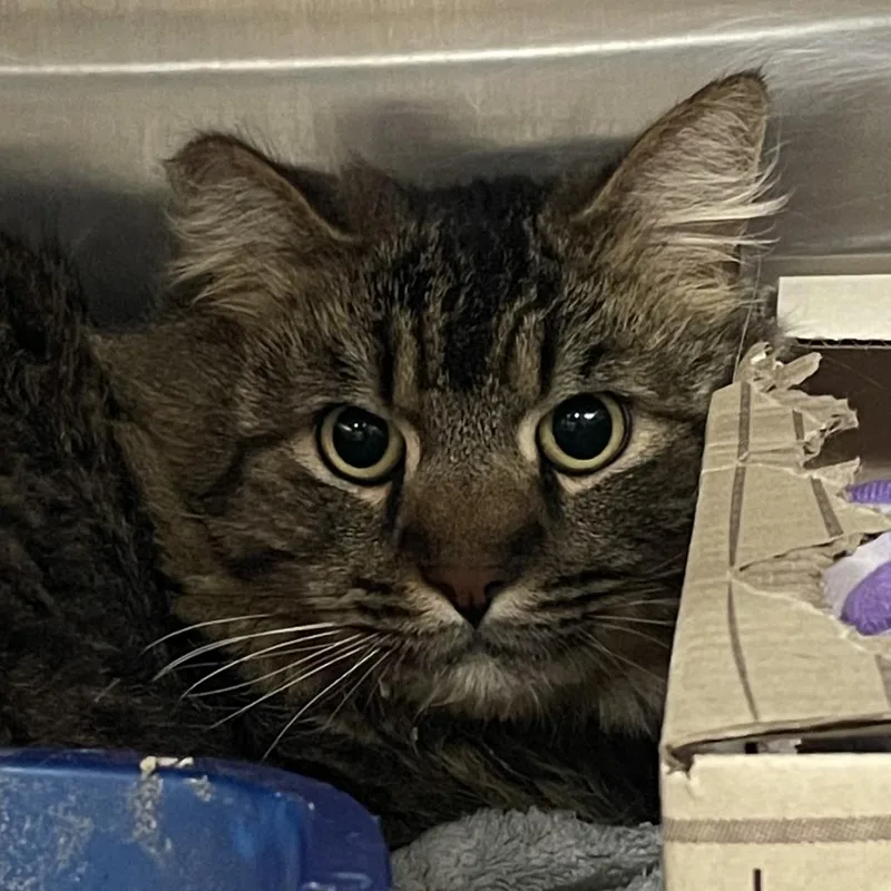 Jack Daniels thumbnail 2