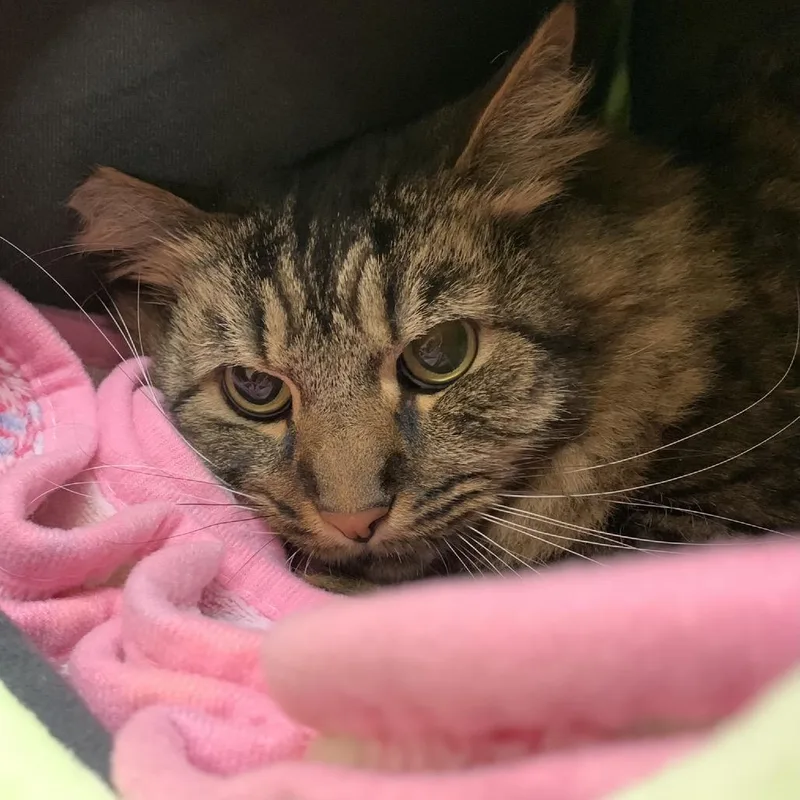 Jack Daniels thumbnail 3