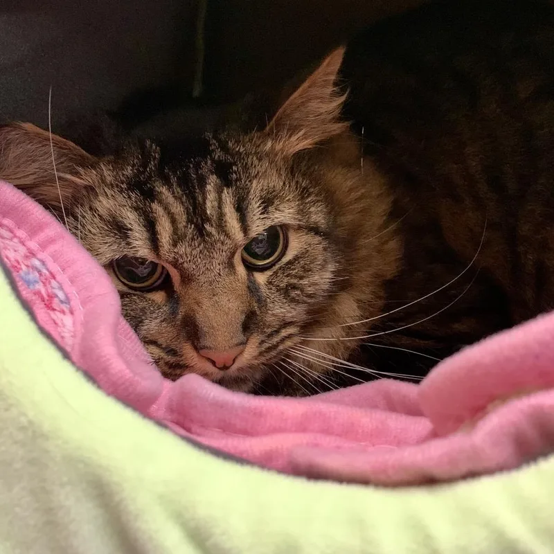 Jack Daniels thumbnail 4