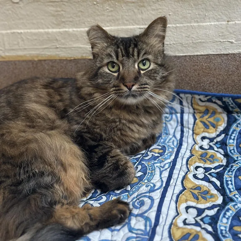 Jack Daniels thumbnail 5