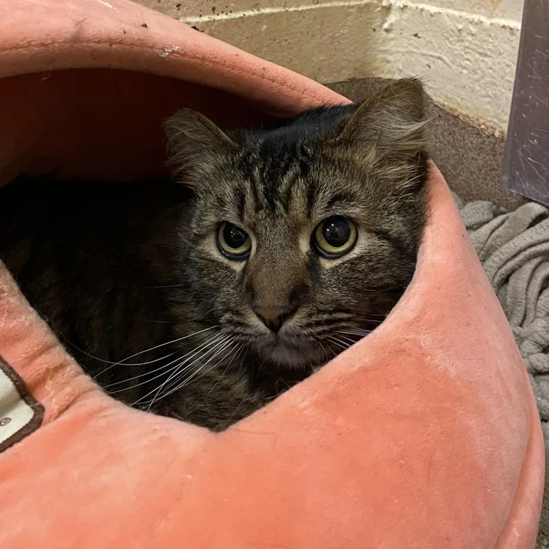 Jack Daniels thumbnail 6