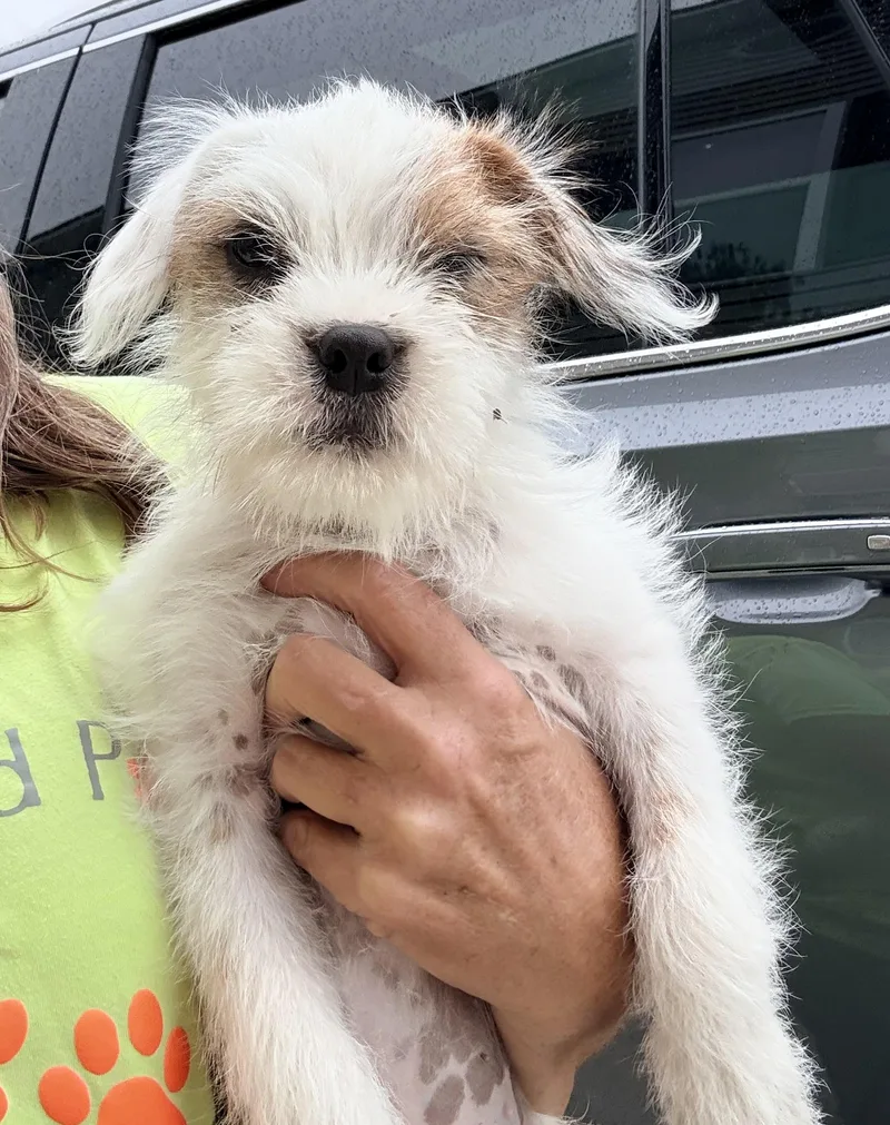 A young medium-sized male White / Cream Terrier dog named Bugsy for adoption in Cincinnati, OH