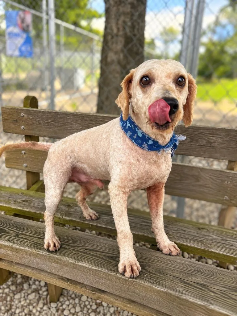 A young medium-sized male Poodle dog named Doodlebug for adoption in Lagrange, IN