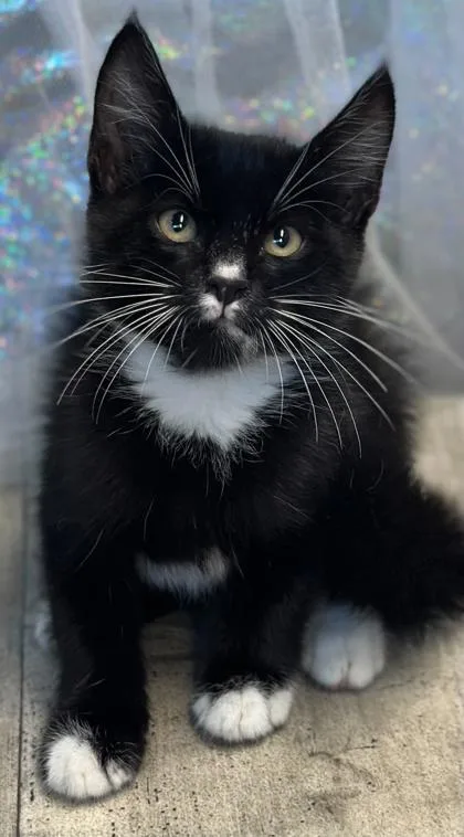 An adult small-sized male Domestic Medium Hair cat named Felix for adoption in Shreveport, LA